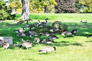 Nuisance Canada Geese