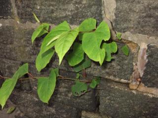 Invasive Plants