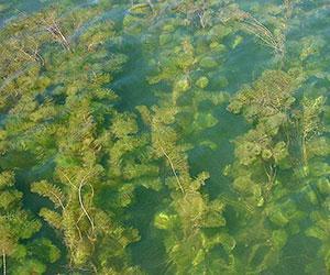 Invasive Aquatic Plant Eurasian Watermilfoil Treatment