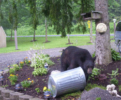 Black Bears