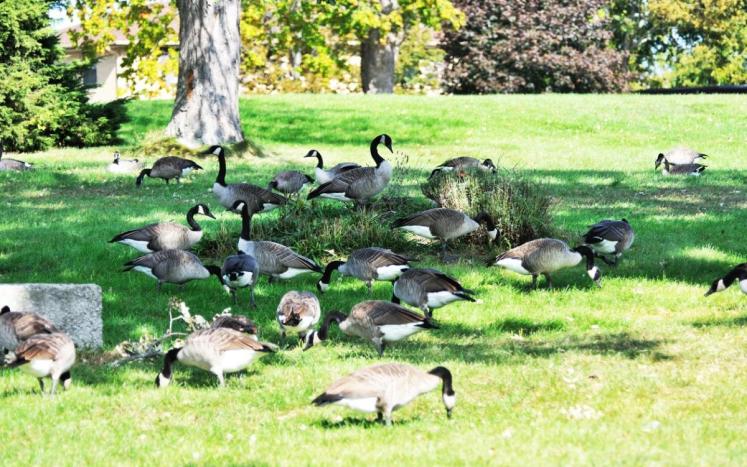 Nuisance Canada Geese