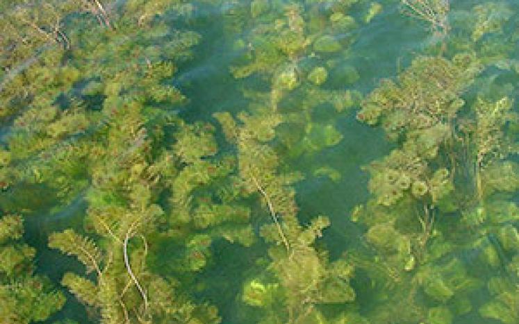 Invasive Aquatic Eurasian Watermilfoil