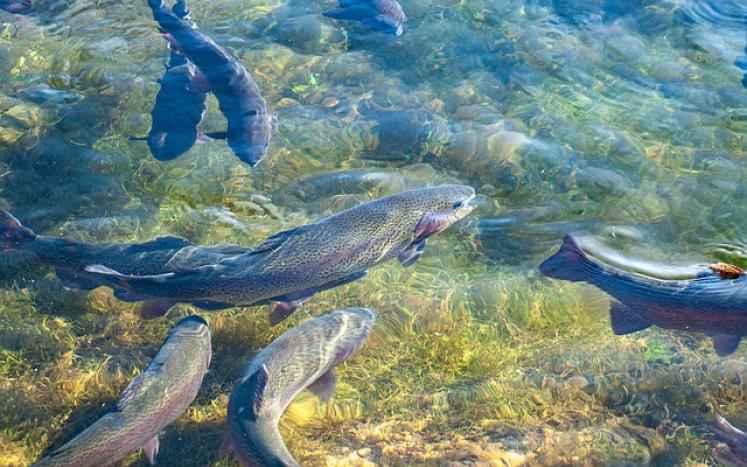 Tuxedo Lake stocked with over 1700 Trout